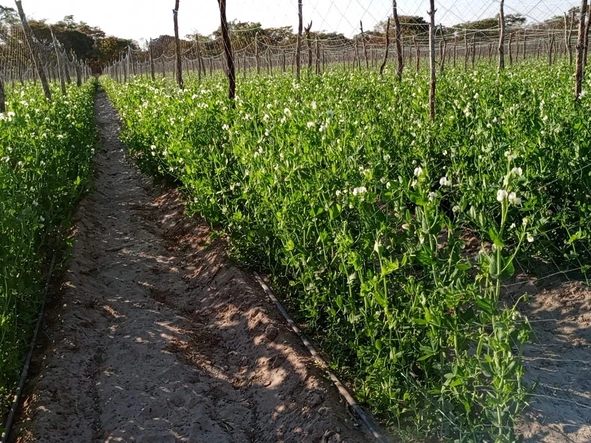 Farm & Agricultural Land